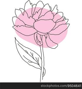 Peony flower in bloom line art with pink shape. Hand drawn realistic detailed vector illustration. Black line on pink abstract organic shape clipart isolated.. Peony flower in bloom line art with pink shape. Hand drawn realistic detailed vector illustration. Black line on pink abstract organic shape clipart.