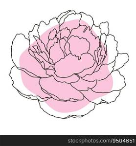 Peony flower in bloom line art with pink shape. Hand drawn realistic detailed vector illustration. Black line on pink abstract organic shape clipart isolated.. Peony flower in bloom line art with pink shape. Hand drawn realistic detailed vector illustration. Black line on pink abstract organic shape clipart.