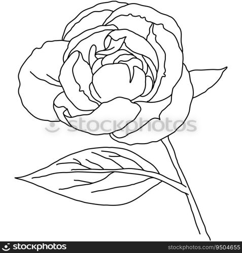 Peony flower in bloom on stem line art. Hand drawn realistic detailed vector illustration. Black and white clipart isolated.. Peony flower in bloom on stem line art. Hand drawn realistic detailed vector illustration. Black and white clipart.