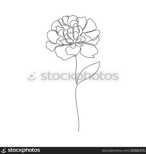Peony flower on white background. One line drawing style.. Peony flower on white