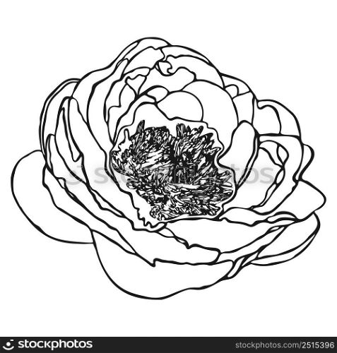 Peony flower sketch. Doodle peony sketch. Simple hand drawing of a flower. Black outline. Vector illustration.