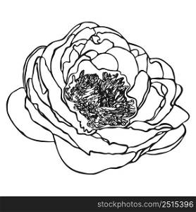 Peony flower sketch. Doodle peony sketch. Simple hand drawing of a flower. Black outline. Vector illustration.