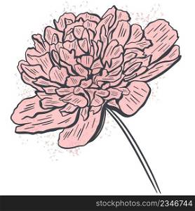 Peony hand drawn isolated vector illustration. Beautiful lush garden flower sketch. Blooming pink single flower silhouette
