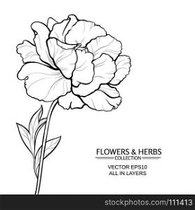 peony vector illustration. vector illustration with peony on white background