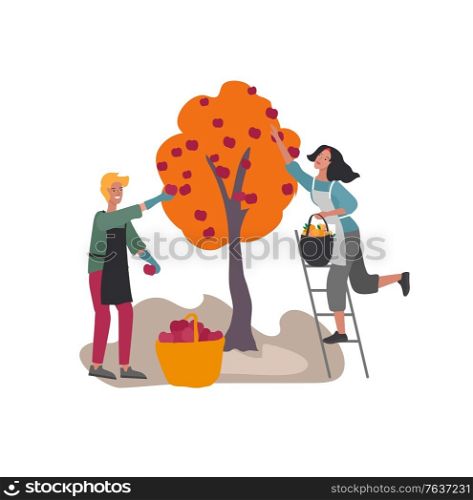 People gathering crops or seasonal harvest, picking and collecting ripe fruits apple. Men, women work on a farm. Agricultural workers in autumn. Cartoon flat vector illustration. People gathering crops or seasonal harvest, picking and collecting ripe fruits apple. Men, women work on a farm. Agricultural workers in autumn