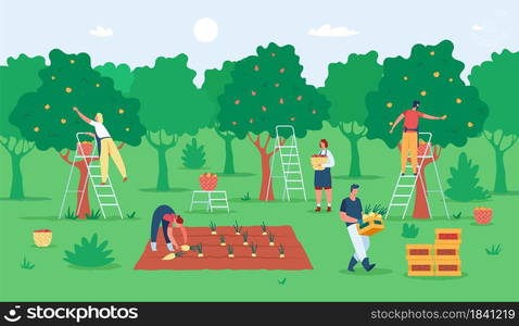 People harvesting fruits, farmers gathering apples in garden. Agricultural workers picking fruit from trees. Harvest season vector illustration. Men and women picking pears to baskets on ladders. People harvesting fruits, farmers gathering apples in garden. Agricultural workers picking fruit from trees. Harvest season vector illustration