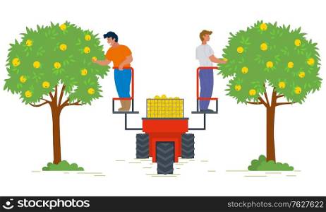 People on lifting machine vector, garden harvesting flat style farming. Apple trees with fruits, seasonal works. Machinery for picking organic products. Picking apples concept. Flat cartoon. Harvesting Season People Using Lifter Machine