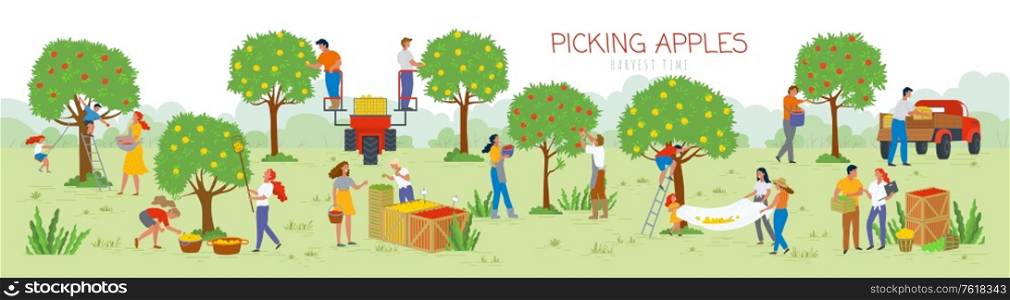 People picking apples in garden vector, man and woman gathering fruits from trees. Trucks and cars for transportation of food, summertime farming. Picking apples from tree to basket. Harvest festival. Picking Apples Harvesting Time, People in Garden