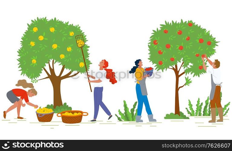 People picking apples in gardens vector, man and woman working together. Organic production, ripe fruits growing on trees, baskets with food flat style. Pick apples concept. Flat cartoon. Picking Apples Farming and Agricultural Harvest
