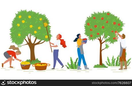 People picking apples in gardens vector, man and woman working together. Organic production, ripe fruits growing on trees, baskets with food flat style. Pick apples concept. Flat cartoon. Picking Apples Farming and Agricultural Harvest