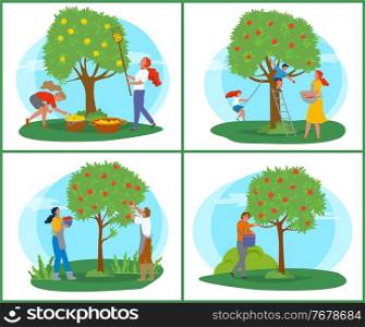 People picking apples, tree with ripe fruit, farmer with basket near wood, orchard symbol. Person in apron with rustic food, gardener in countryside vector. Pick apples concept. Flat cartoon. Gardener Picking Apples, Farmer in Orchard Vector