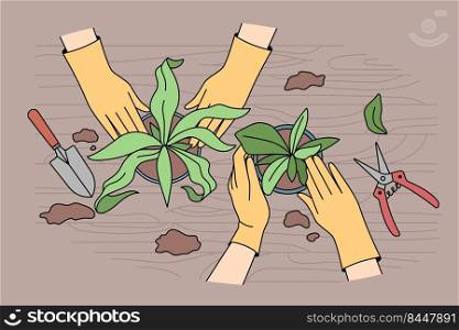 People transplanting plants in pots at home. Gardeners take care of houseplants. Horticulture and gardening concept. Vector illustration.. People take care of house plants