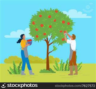 People working in garden vector, apple trees growing in yard. Farmers with basket gathering fruits. Harvesting season, seasonal works in summer flat style. Pick apples concept. Flat cartoon. Couple Picking Apples in Garden Man and Woman