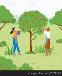 People working in garden vector, apple trees growing in yard. Farmers with basket gathering fruits. Harvesting season, seasonal works in summer flat style. Pick apples concept. Flat cartoon. Couple Picking Apples in Garden Man and Woman