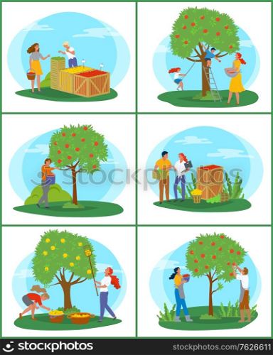 People working in garden vector, man and woman on market. Family by apple tree picking fresh fruits from top. Containers for storing, harvesting season. Pick apples concept. Flat cartoon. Gardening and Farming, Picking Apples in Garden