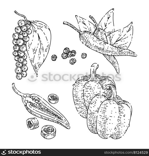 pepper black chili set sketch hand drawn vector spicy hot food, paprica spice, cayenne, mexican chili vintage black line illustration. pepper black chili sketch hand drawn vector