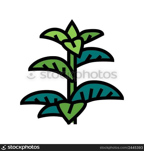 peppermint herb color icon vector. peppermint herb sign. isolated symbol illustration. peppermint herb color icon vector illustration