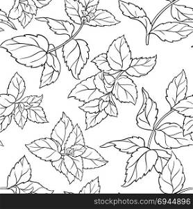 peppermint seamless pattern. peppermint herb seamless pattern on white background