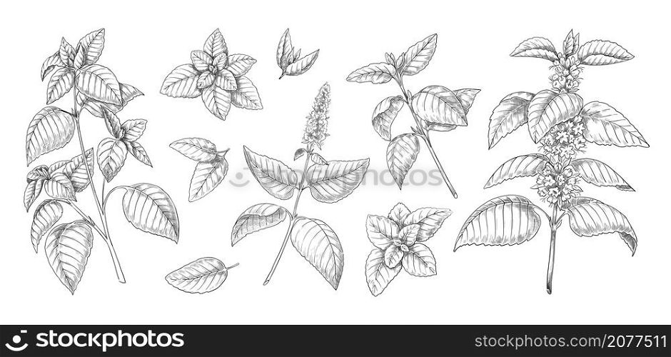 Peppermint sketch. Mint leaves branches and flowers vintage engraving. Hand drawn spearmint and melissa herbs. Culinary spice or medical aromatic plant twigs. Vector isolated botanical elements set. Peppermint sketch. Mint leaves branches and flowers vintage engraving. Hand drawn spearmint and melissa herbs. Culinary or medical aromatic plant twigs. Vector botanical elements set