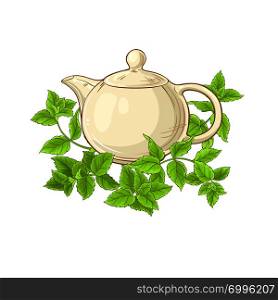 peppermint tea vector illustration on white background. peppermint tea vector