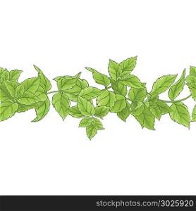 peppermint vector pattern. peppermint leaves vector pattern on white background