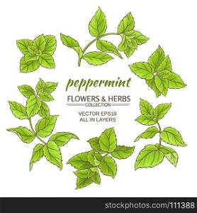 peppermint vector set. peppermint branches vector set on white background