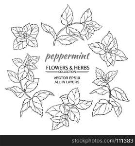 peppermint vector set. peppermint plant vector set on white background