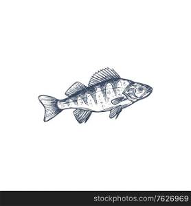 Perch freshwater gamefish family Percidae, common Perca isolated monochrome sketch. Vector yellow perch Perca flavescens, European and Balkhash freshwater animal, found in ponds, lakes, streams. Freshwater fish European Balkhash perch isolated