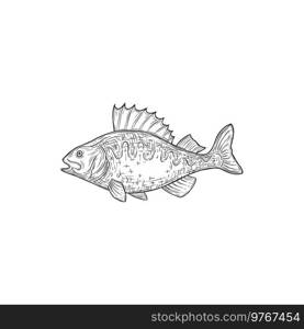 Perch freshwater gamefish isolated monochrome icon. Vector common Perca, family Percidae underwater animal. Perca flavescens, European and Balkhash freshwater perch, salted or raw fish hand drawn. Freshwater fish European Balkhash perch isolated