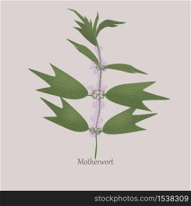 Perennial herbaceous motherwort with white flowering. Medical green plant Leonurus cardiaca on a gray background and logo.. Perennial herbaceous motherwort with white flowering.