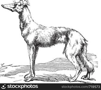 Persian Greyhound or Royal Dog of Egypt or Saluki or Canis lupus familiaris, vintage engraving. Old engraved illustration of a Persian Greyhound.