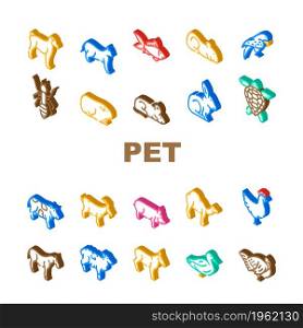 Pet Domestic, Farm And Sea Aqua Icons Set Vector. Mice And Hamster, Dog Puppy And Cat Kitty Pet, Horse And Camel, Parrot And Chicken Bird, Turtle And Aquarium Fish Isometric Sign Color Illustrations. Pet Domestic, Farm And Sea Aqua Icons Set Vector