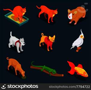 Pet shop colorful isometric icons set with guinea pig cat dog lizard on dark background vector illustration . Pet Shop Isometric Icons Set