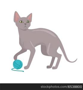 Peterbald cat Vector Flat Design Illustration. Peterbald cat breed. Cute bald cat playing with ball of yarn flat vector illustration isolated on white background. Purebred pet. Domestic friend and companion animal. For pet shop ad, hobby concept. Peterbald cat Vector Flat Design Illustration