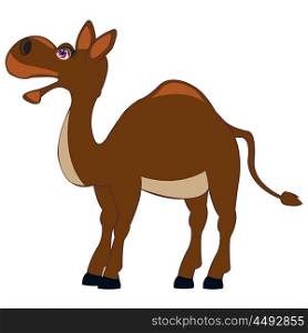 Pets animal camel. Vector illustration of the camel on white background