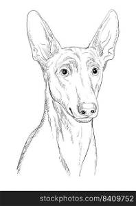 Pharaoh Hound hand drawing dog vector realistic isolated illustration on white background. Cute funny dog looking into the camera. For print, design, T-shirt, sublimation, decor, coloring, poster,card. Pharaoh Hound hand drawing dog vector isolated illustration