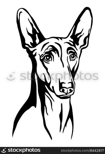 Pharaon dog black contour portrait. Dog head in front view vector illustration isolated on white. For decor, design, print, poster, postcard, sticker, t-shirt, cricut,tattoo and embroidery. Pharaon dog head vector black contour portrait