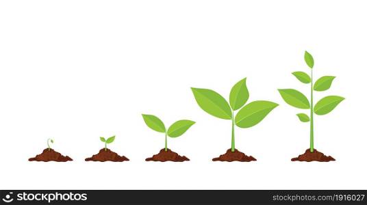 Phases plant growing. Planting tree infographic. Evolution concept. Sprout, plant, tree growing agriculture icons. Vector illustration in flat style. Phases plant growing.