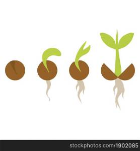 Phases plant growth, plant seedling growing in soil.
