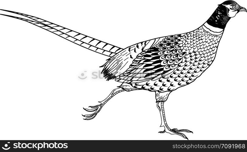 Pheasant