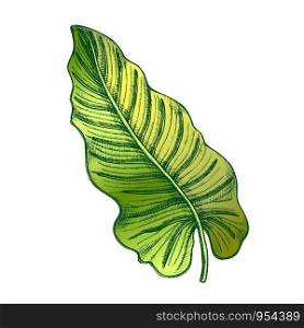Philodendron Melanochrysum Leaf Hand Drawn Vector. Araceae Family Exotic Flowering Houseplant Leaf. Element Of Beautiful Nature Botanical Herb Designed In Retro Style Color Illustration. Philodendron Melanochrysum Color Leaf Hand Drawn Vector