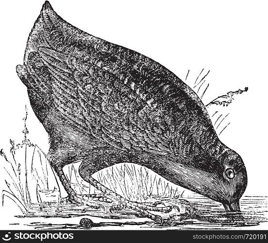Philohela minor or American Woodcock, vintage engraved illustration.Trousset encyclopedia (1886 - 1891).