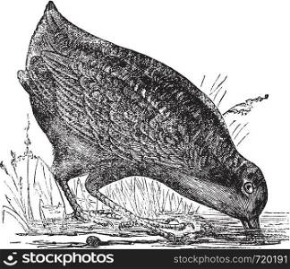 Philohela minor or American Woodcock, vintage engraved illustration.Trousset encyclopedia (1886 - 1891).