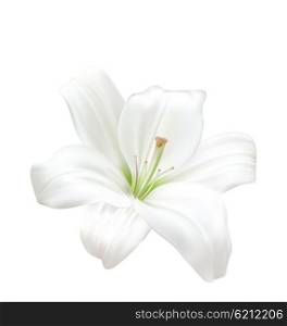 Photo-realistic Beautiful White Lily Isolated On White Background. Illustration Photo-realistic Beautiful White Lily Isolated On White Background - Vector