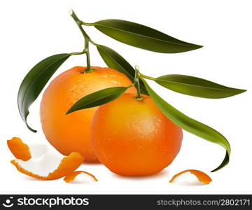 Photo-realistic vector. Fresh tangerine fruits with green leaves and tangerine peel.