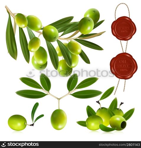 Photo-realistic vector illustration. Green olives with leaves.