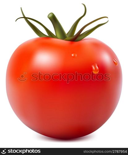 Photorealistic vector illustration. Tomato with water drops.