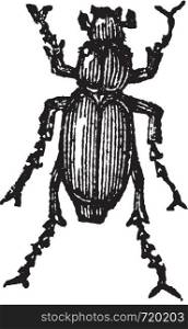 Phyllophaga isolated on white, vintage engraved illustration.Trousset encyclopedia (1886 - 1891).