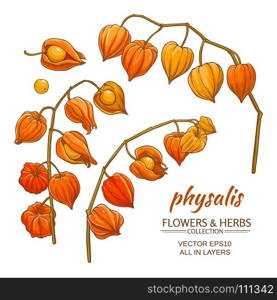 physalis vector set. physalis branches vector set on white background