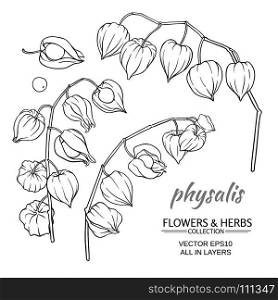 physalis vector set. physalis plant vector set on white background